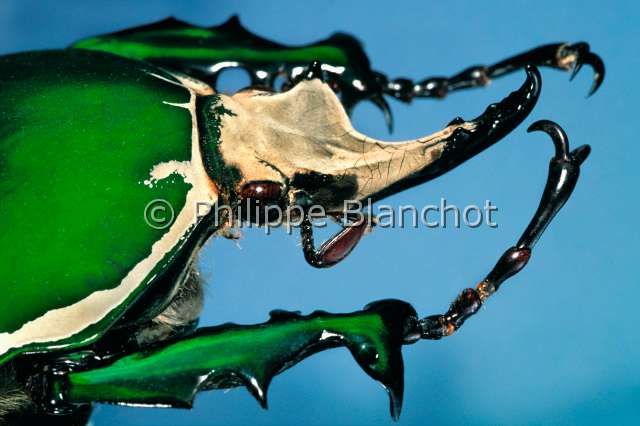 Mecynorhina torquata.JPG - in "Portraits d'insectes" ed. SeuilMecynorhina torquataCetoine maleFlower beetleColeopteracetoniidaeCote d'Ivoire